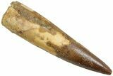 Fossil Spinosaurus Tooth - Real Dinosaur Tooth #230711-1